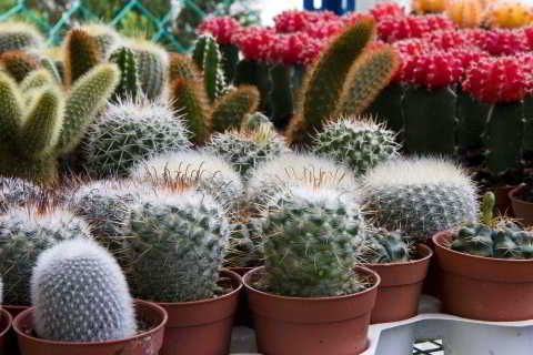 cactus pequeños