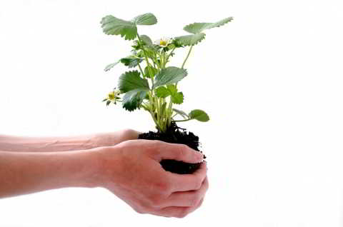 plantas en la mano